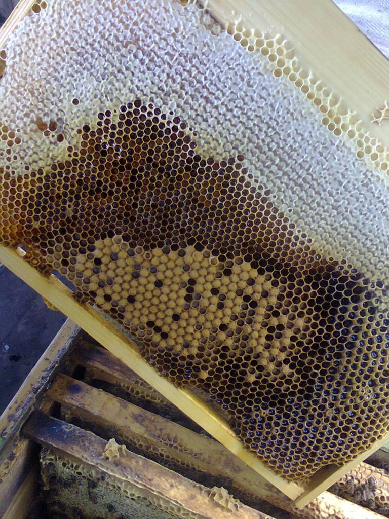 Пчелиный расплод: развитие пчел, болезни, лечение