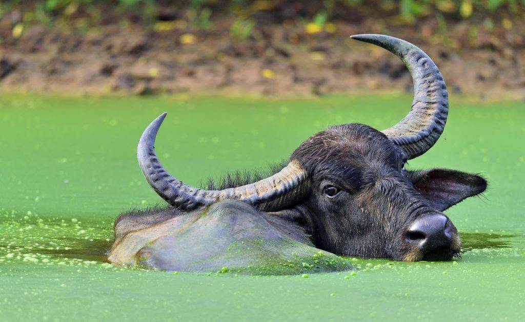 Африканский буйвол: интересные факты о животном
