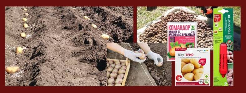 Обработка картофеля против фитофторы – лучшие средства