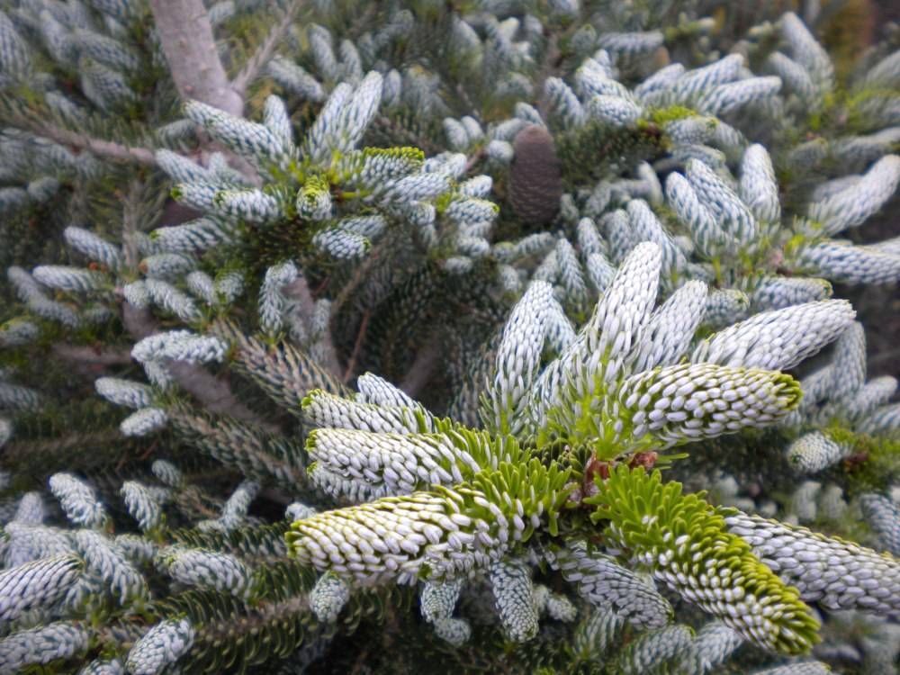 Пихта сильберлок- описание растения, особенности выращивания и использования в ландшафтном дизайне