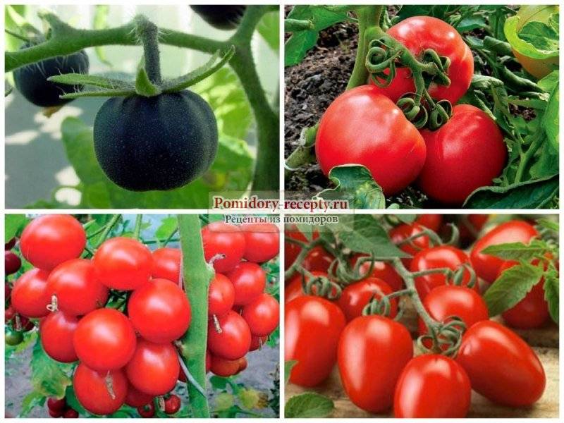 Лучшие сорта томатов для теплиц и открытого грунта в подмосковье