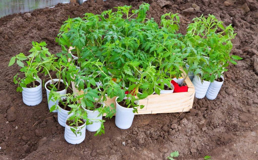 Пикировка томатов – когда и как правильно рассаживать рассаду, по лунному календарю, пошаговое фото