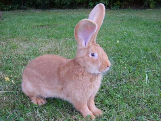 Особенности выращивания кролика ризен