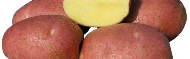 Картофель беллароза: описание и особенности выращивания сорта