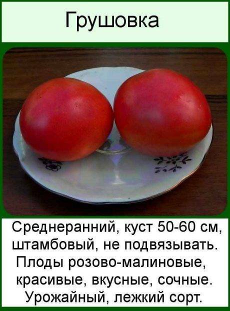 Томат Грушовка Отзывы Фото Урожайность
