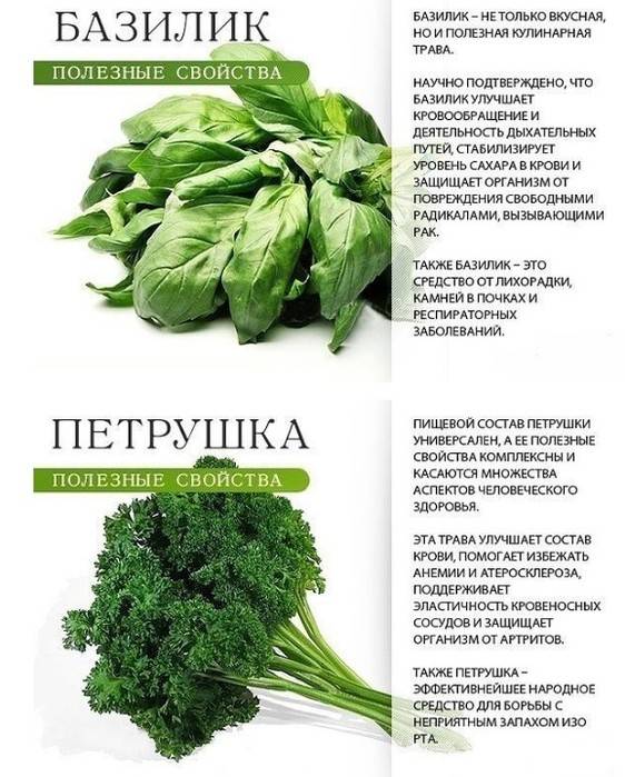 Базилик лимонный: полезные свойства