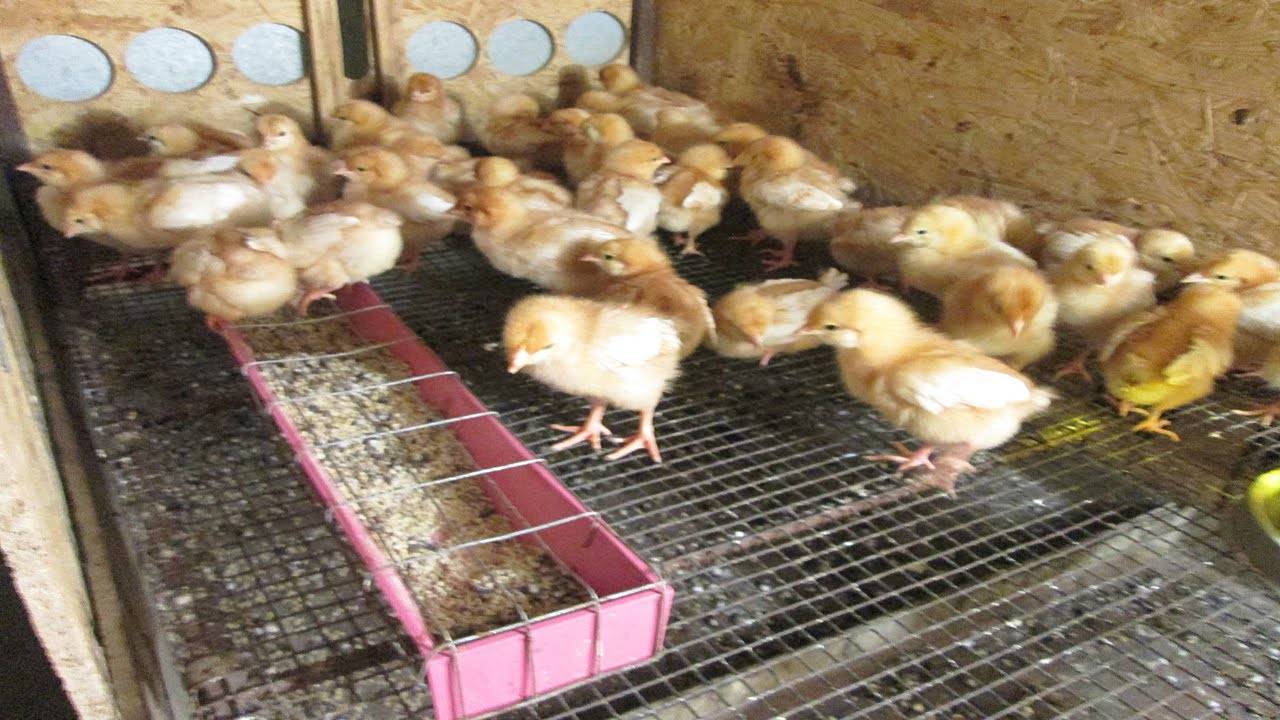 Чем кормить цыплят с первых дней жизни