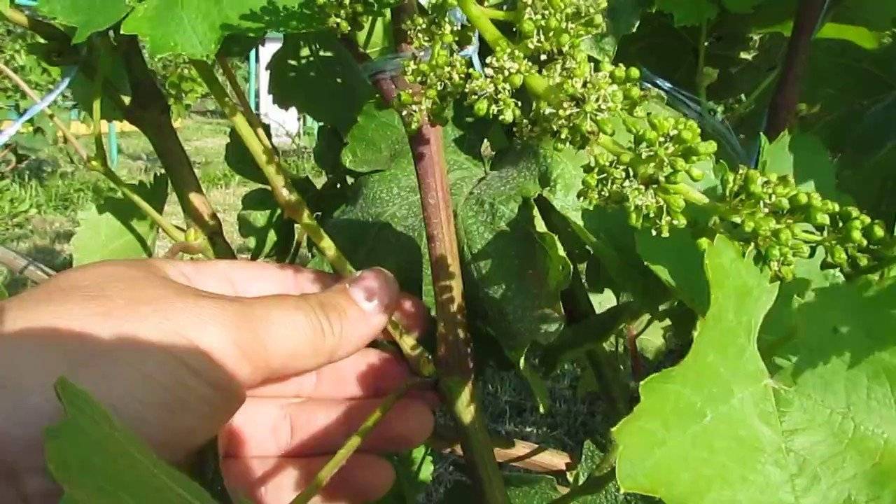 Как обрезать пасынки на винограде, как правильно прищипывать