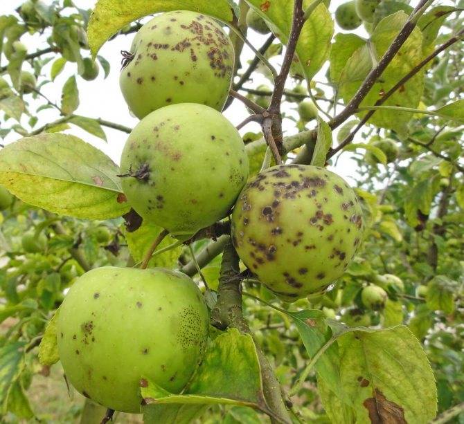 Появилась парша на яблоне. как бороться — советы агрономов