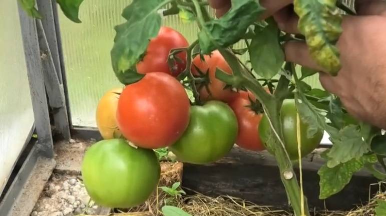 Томат хлыновский f1: отзывы тех кто сажал помидоры об их урожайности, характеристика и описание сорта семян, фото куста в высоту | сортовед