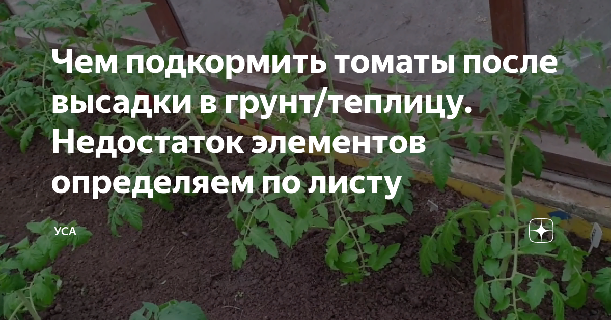 Подкормка томатов после высадки в открытый грунт. Подкормка помидор после высадки. Подкормить помидоры после высадки. Удобрение для помидор в теплице.