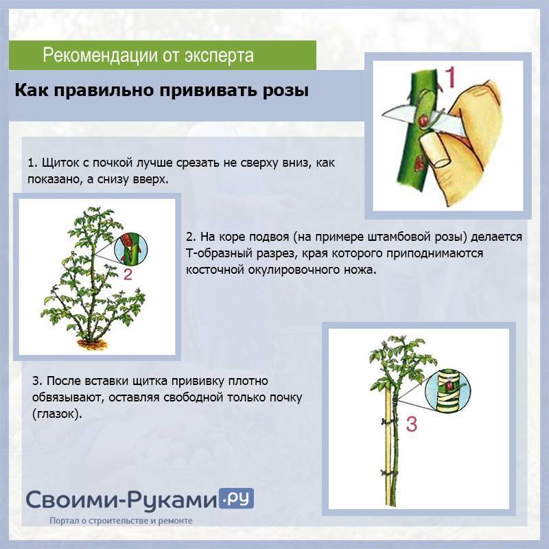 Как сформировать штамбовую розу схема для начинающих