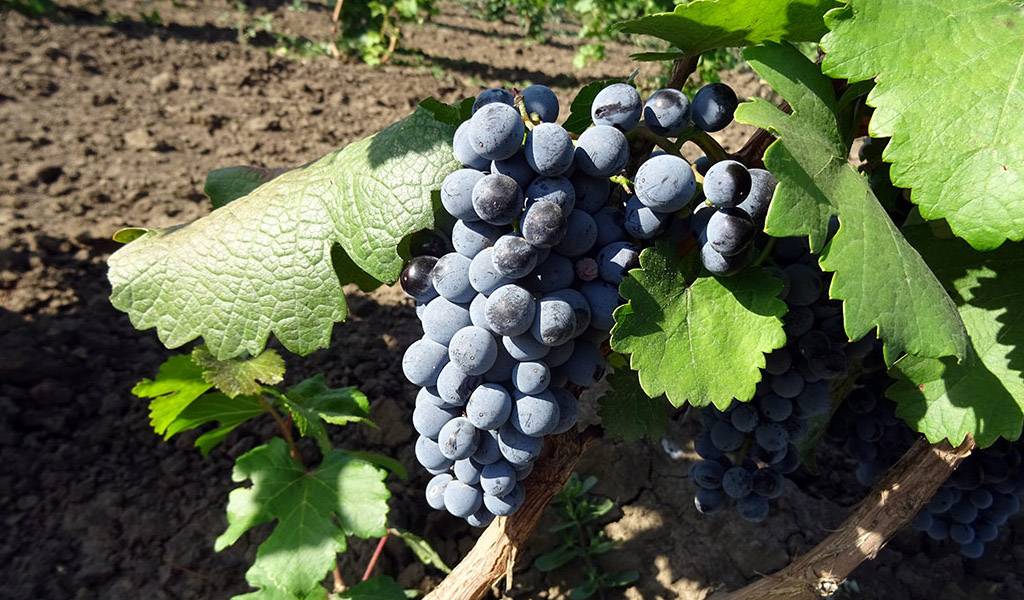 Характеристики винограда «ливадийский черный»: описание сорта, фото и отзывы о нем
