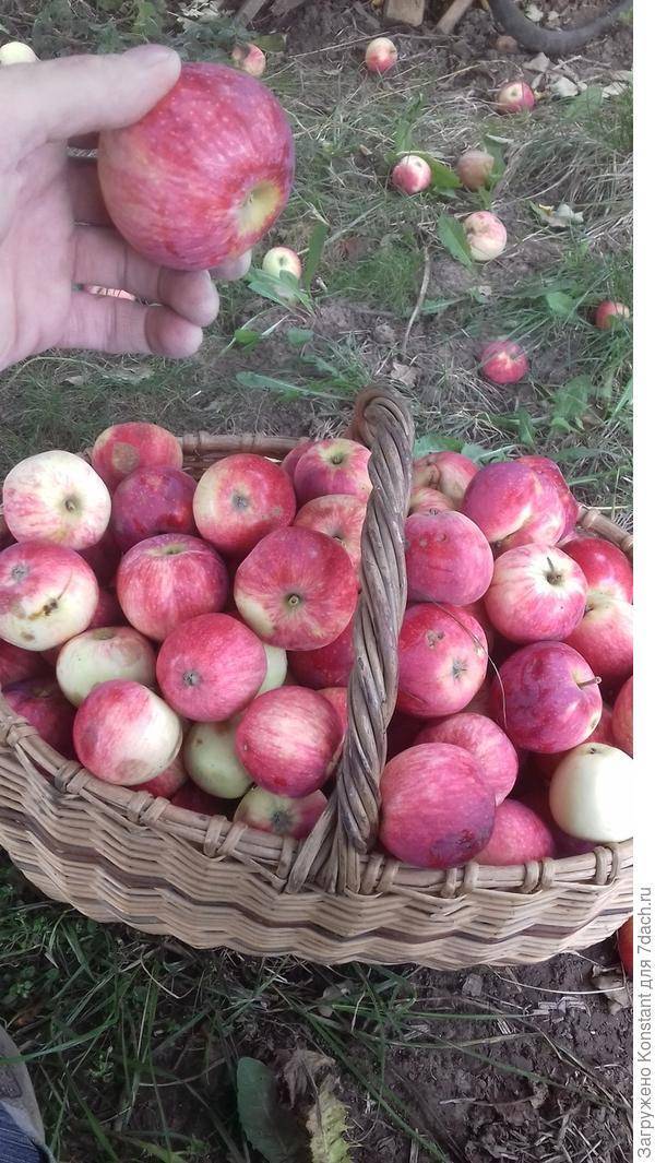 Сорт яблони башкирская красавица – описание, фото