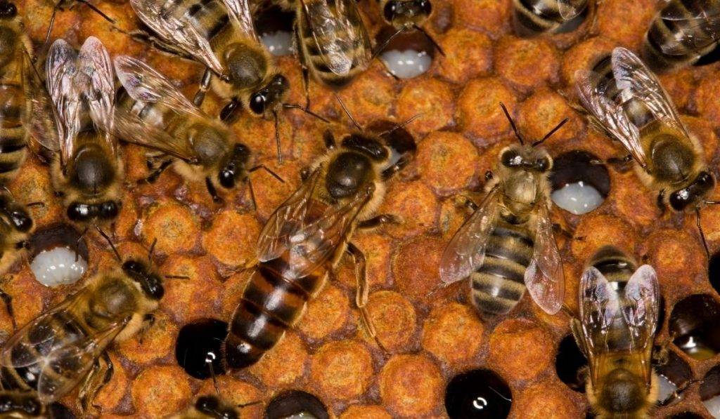 Как выглядит матка у пчел фото и описание