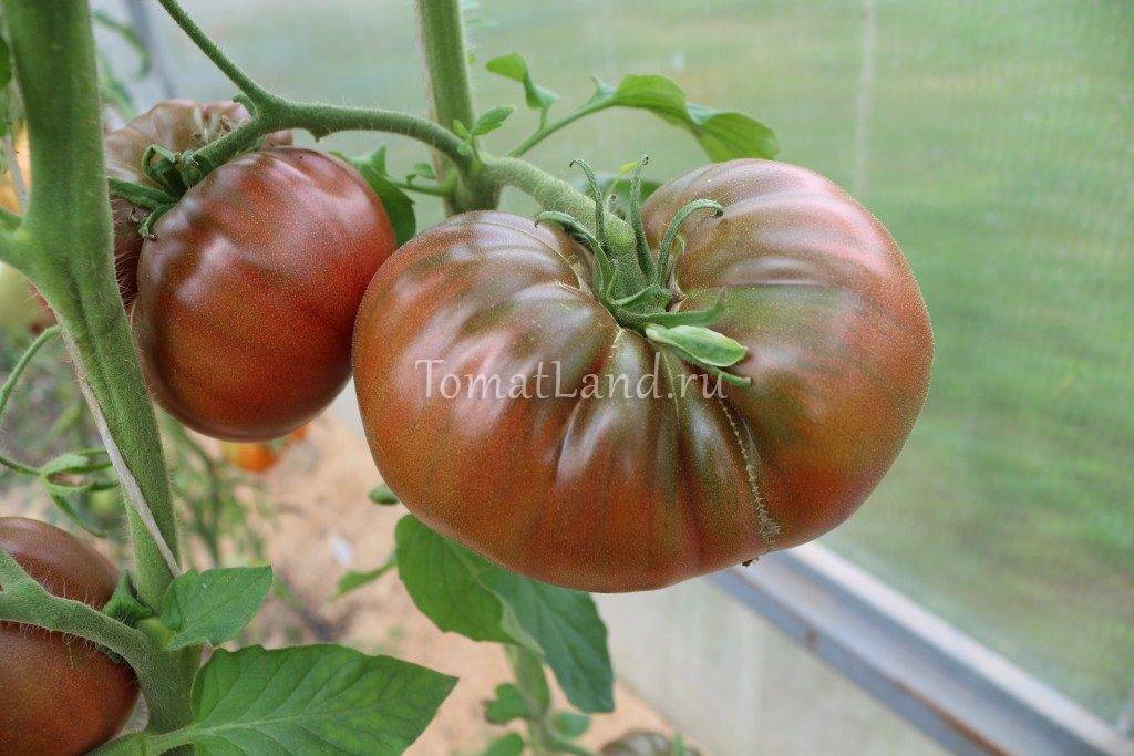 Томат «черный крым» или «черный крымский»: описание сорта, фото и рекомендации по выращиванию помидоры