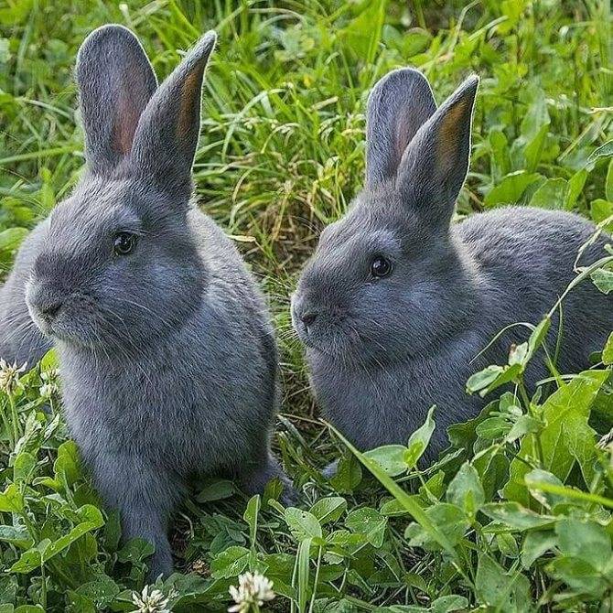 Венский голубой кролик: описание и характеристика породы, размеры клеток для содержания, особенности размножения, фото