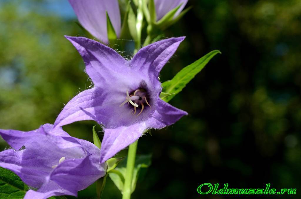 Колокольчик широколистный – нежный цветок