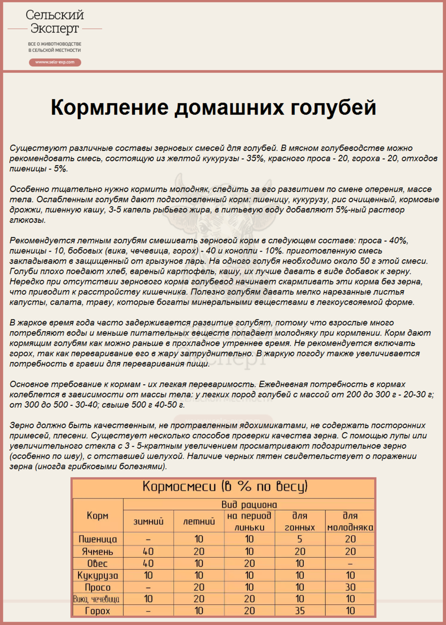 Что можно давать голубям. Чем можно кормить голубей. правильное кормление голубей. чем можно кормить голубя в домашних условиях. таблица кормления голубей.