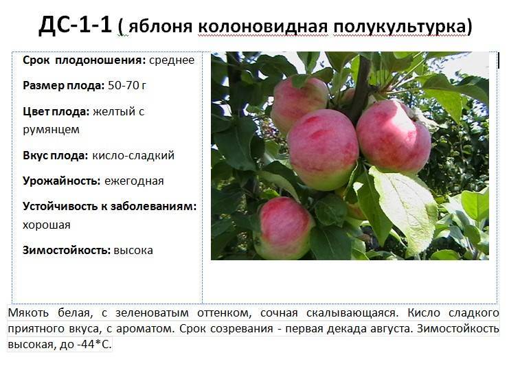 Сколько лет живет яблоня: срок жизни дерева, сколько плодоносит и описание