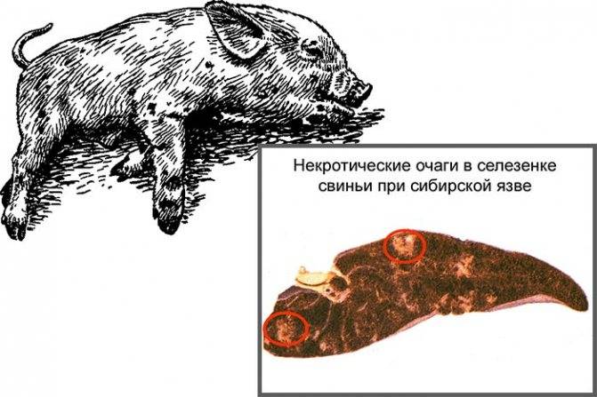 Чем болеют свиньи и как это лечить?