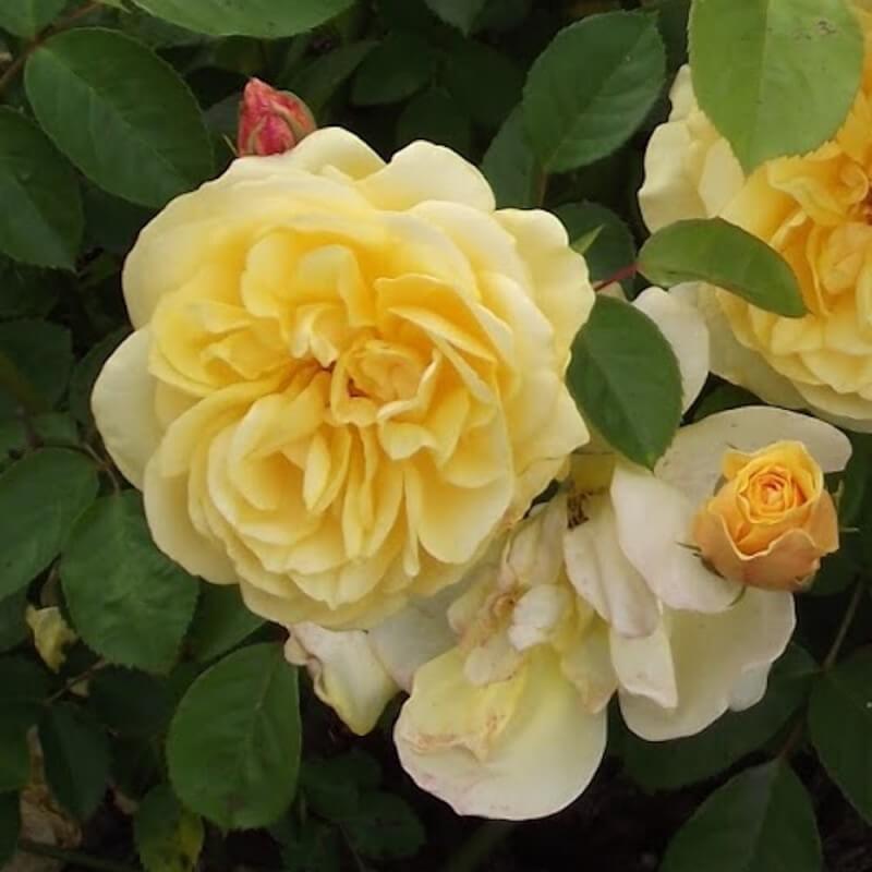 Роза флорибунда голден дримс (golden dreams): фото и описание, отзывы о сорте