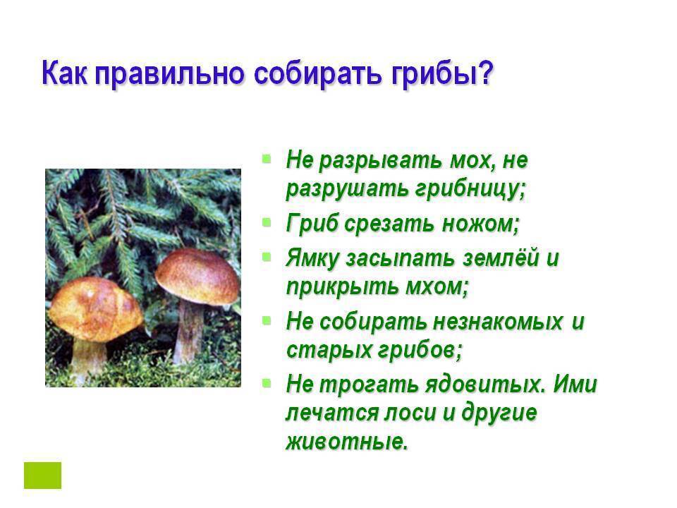 Грибы лучше срезать. Как правильно собирать грибы. Как правильнотсобирпюать грибы. Как правильно срезать грибы. Памятка сбора грибов.