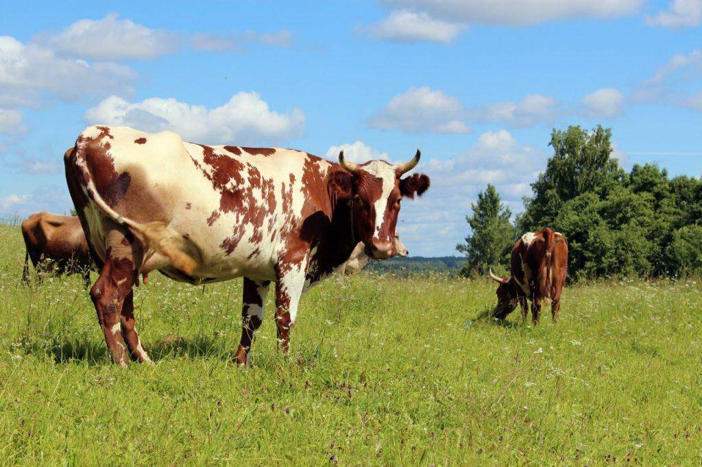 Айрширская порода коров крс: фото, плюсы и минусы, продуктивность