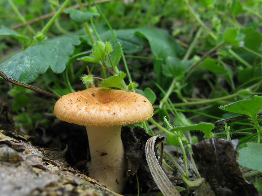 Какие виды съедобных грибов растут в лесах средней полосы россии: названия, описание и фото