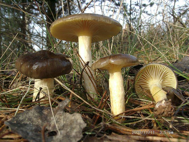 Гигрофор поздний гриб фото и описание