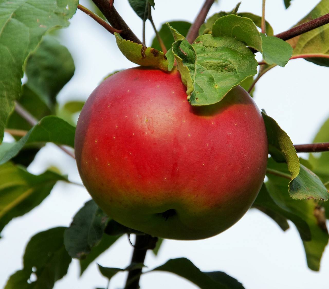 Описание сорта яблони слава победителям – урожайность, фото, отзывы