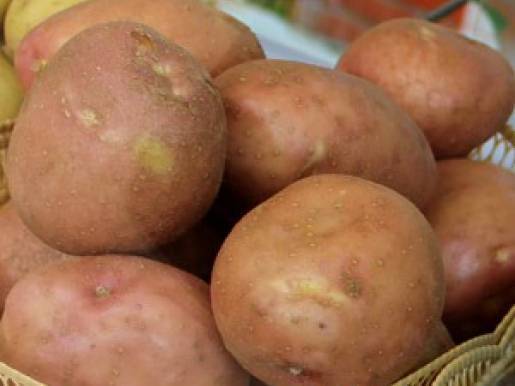 Отзыв: сорт картофеля ирбитский — урожай удивил.