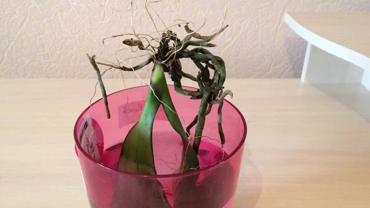 Как нарастить корни у орхидеи фаленопсис: видео о способах над водой и в воде, а также других быстрых методах
