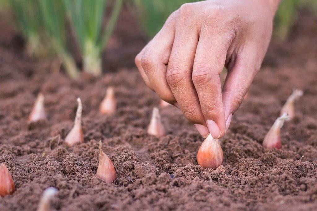 Выращивание чеснока озимого в открытом грунте
