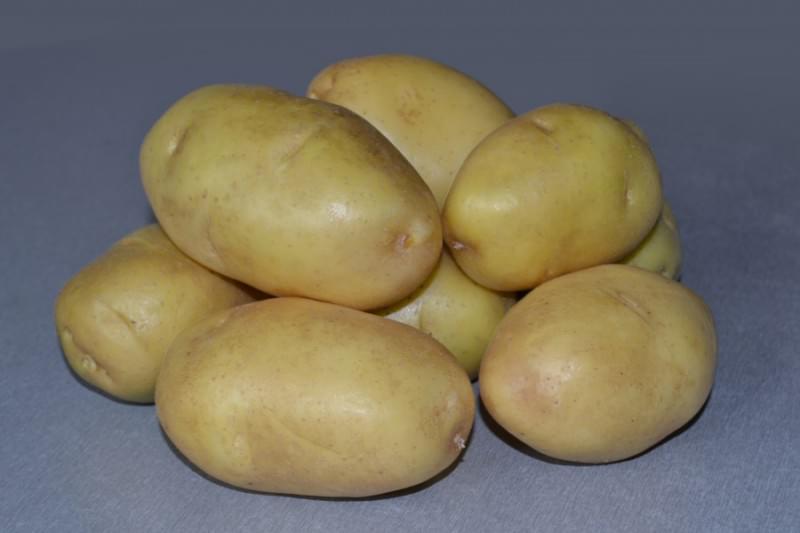 Картофель импала: отзывы, фото, описание и характеристика сорта