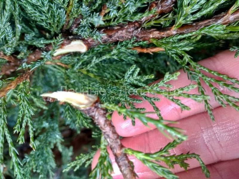 Размножение можжевельника дома — правила и советы от садоводов