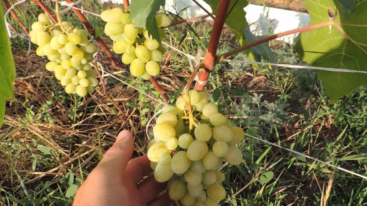 Характеристика винограда сорта августин
