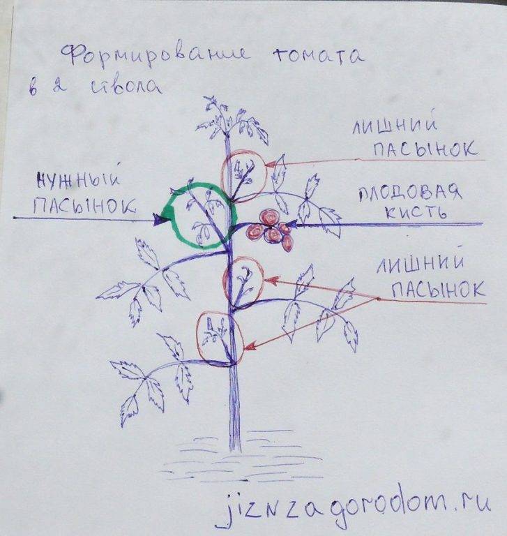 Схема обрезки помидоров в теплице в картинках