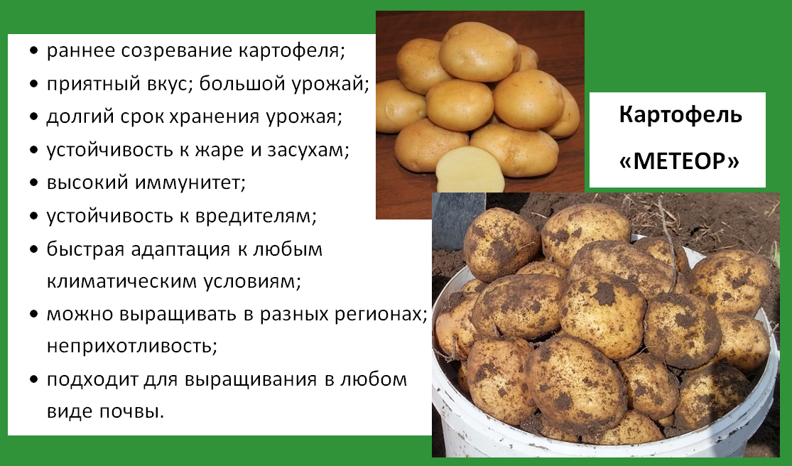 Сорт картофеля гала: характеристика, отзывы, фото