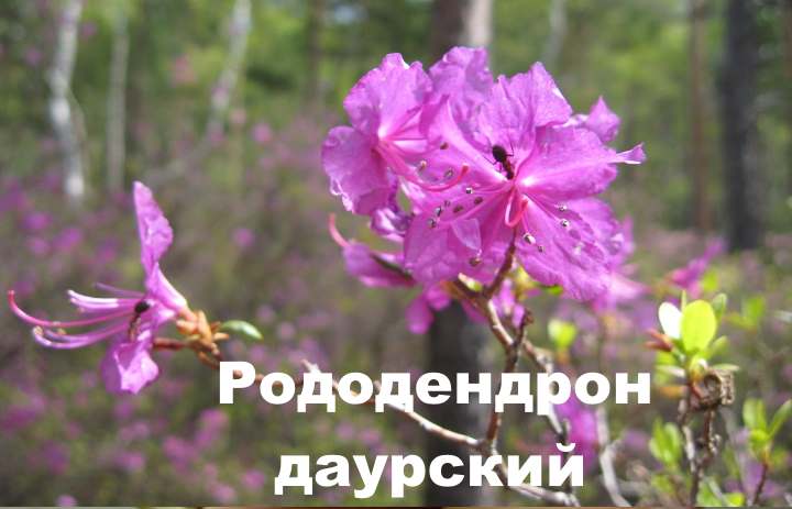 Рододендрон. посадка, размножение, уход, сорта, фото на supersadovnik.ru
