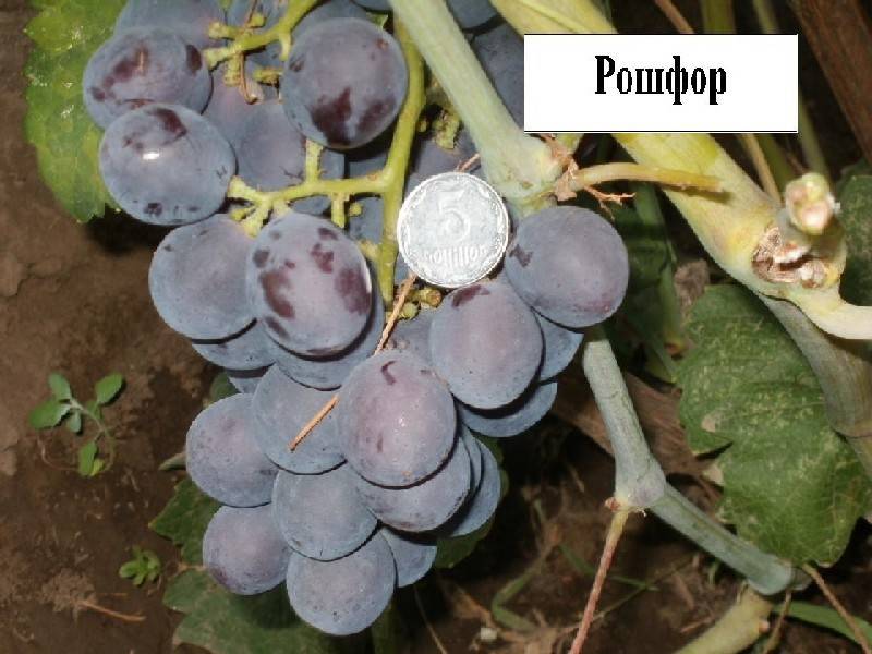 Виноград сорта рошфор