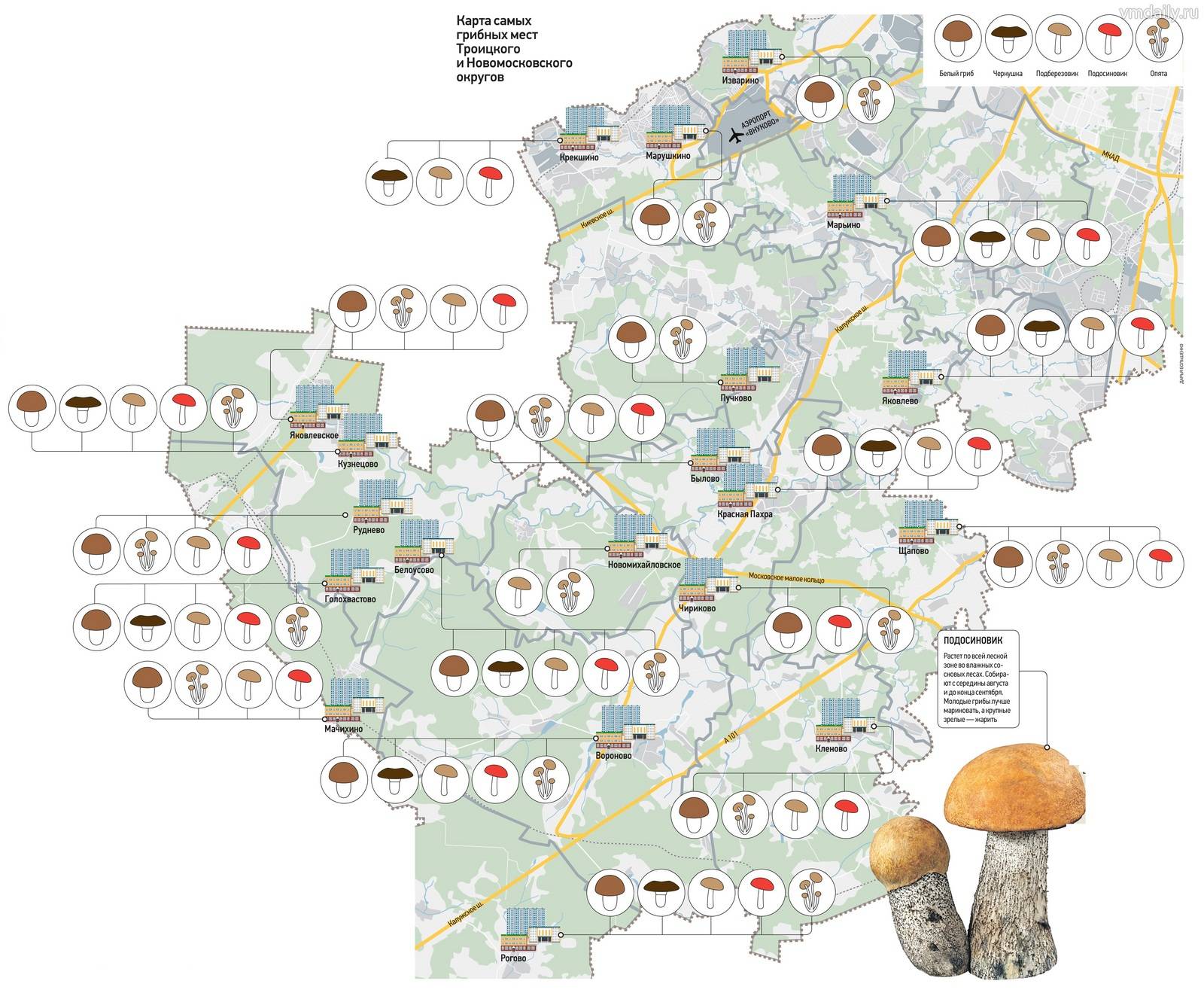 Где собирать грибы: полезная информация и рекомендации опытных грибников о быстром поиске, правильном сборе и хранении грибов