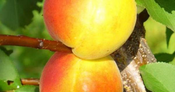 Сорт абрикоса успех: описание, характеристики, посадка, уход и отзывы садоводов