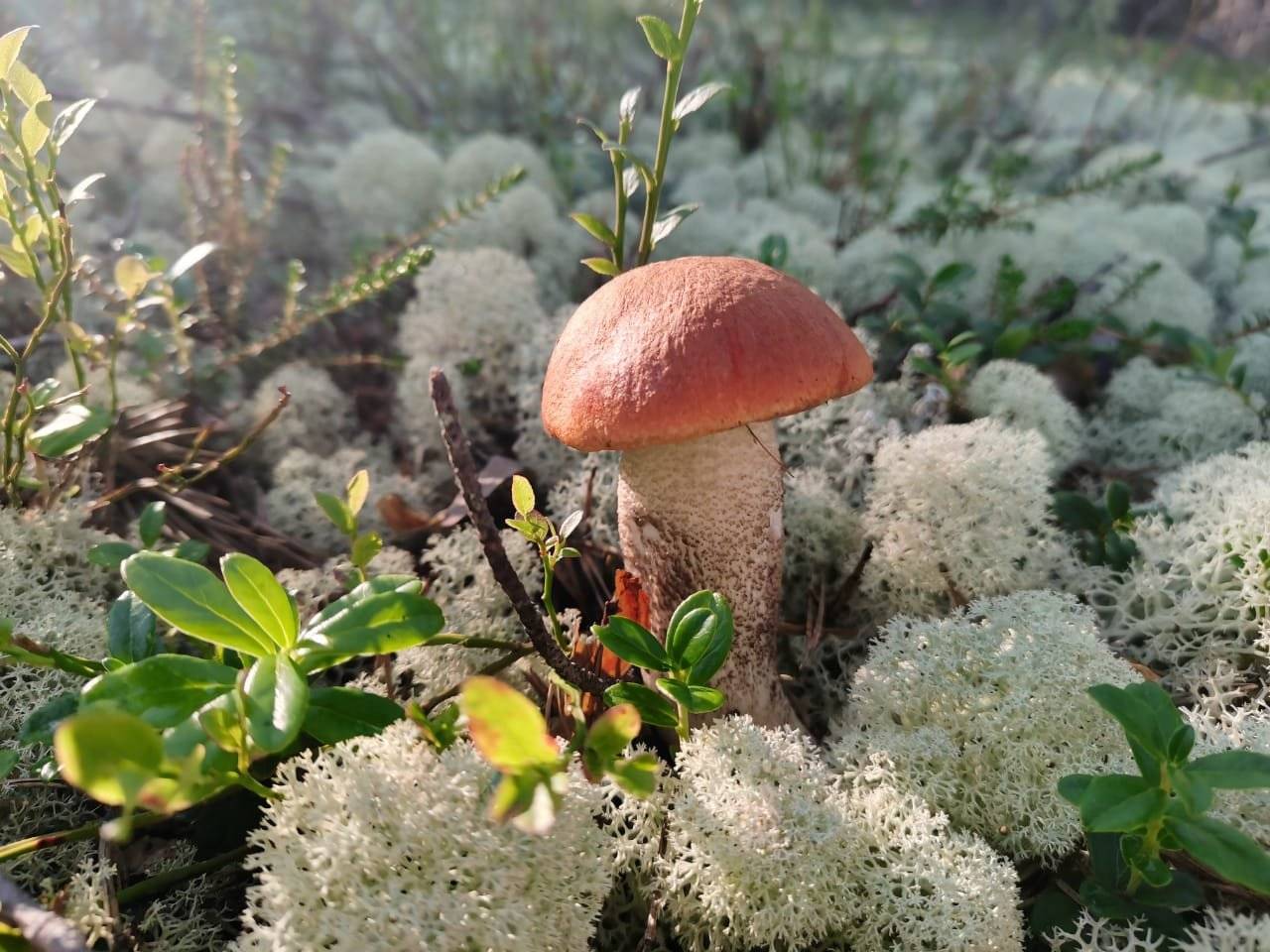 Съедобные грибы в Мурманске