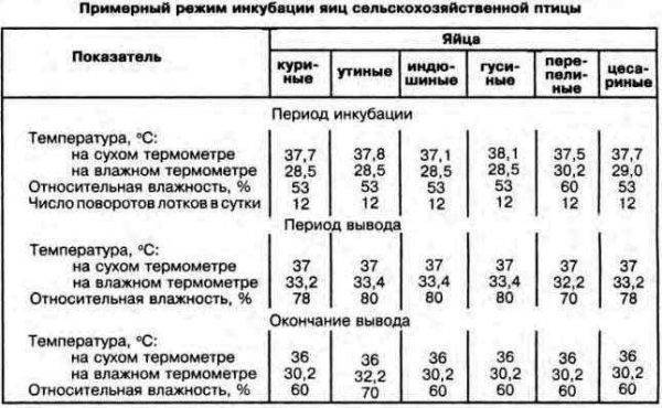 Схема инкубации цесарок