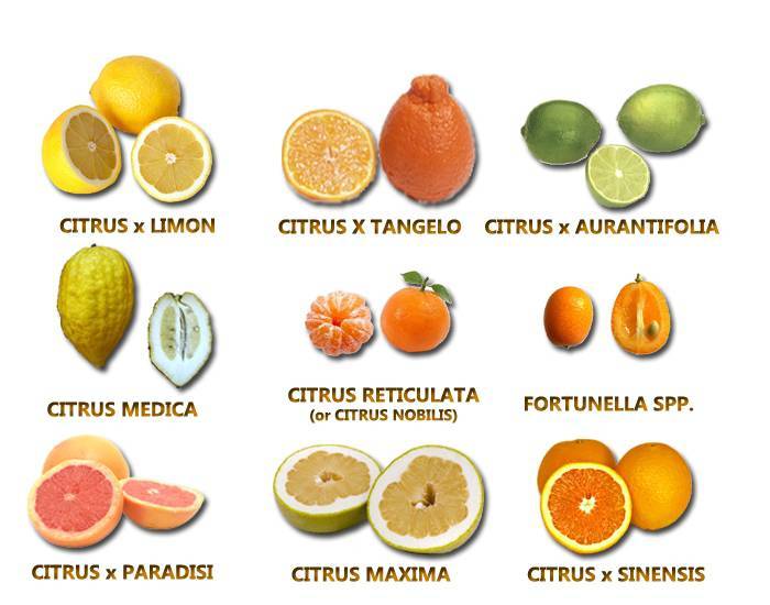 Какие цитрусовые фрукты существуют