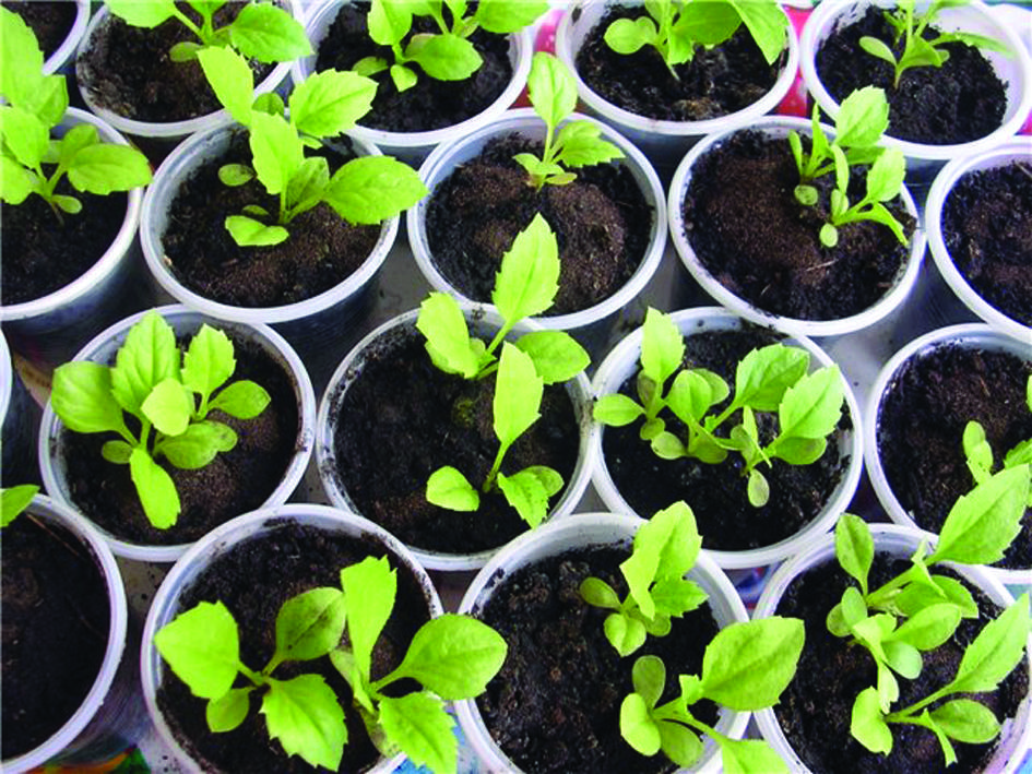 ᐉ колокольчики: выращивание из семян, посев, как сажать и ухаживать - roza-zanoza.ru