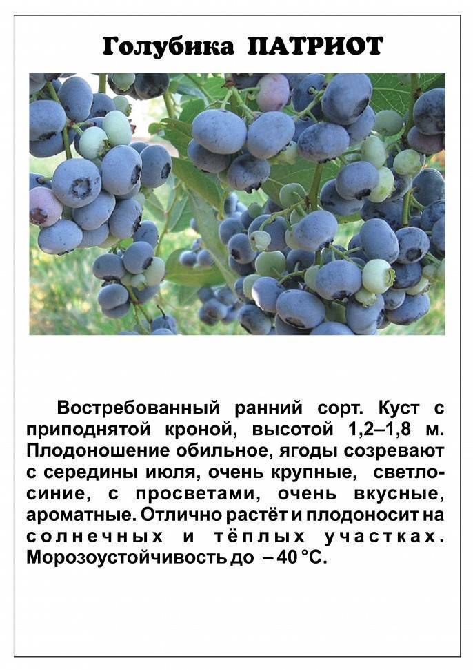 Голубика бонус: описание сорта крупноплодной высокорослой ягоды, особенности посадки и ухода