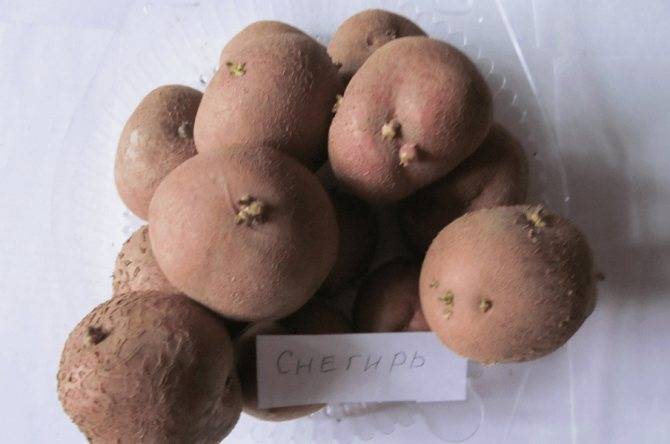 Картофель уладар – характеристика сорта, отзывы, вкусовые качества, фото