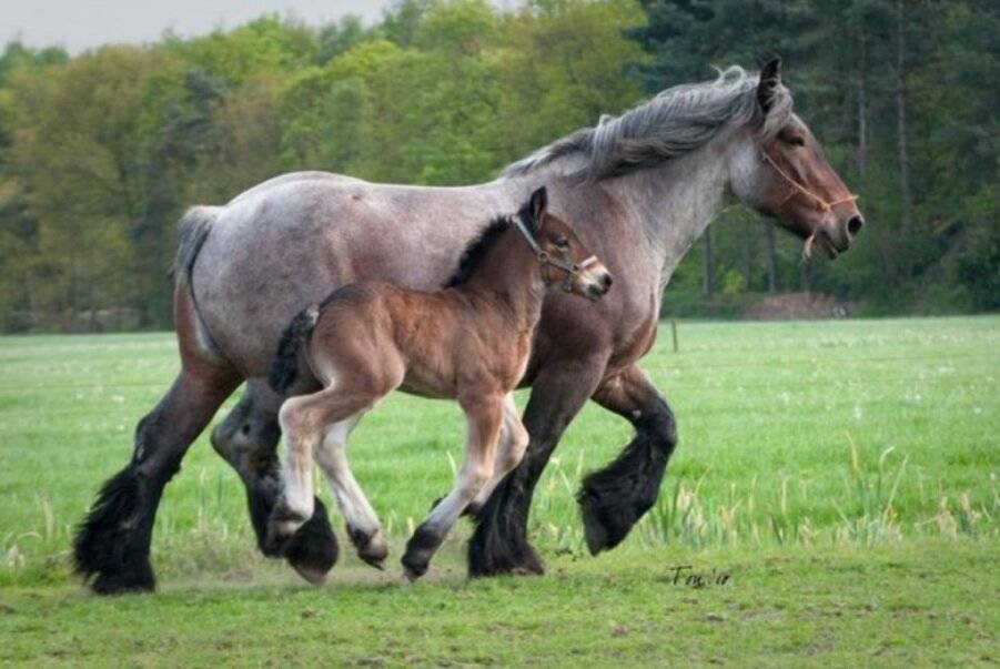 Бельгийские тяжеловозные породы лошадей